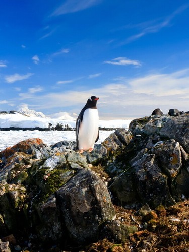 V5505 penguin antarctica - v5505,